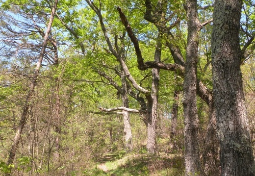 Lakeview Trail